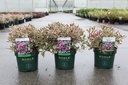 Weigela florida MONET (PBR) cont. 3,6L 30/+ cm +p