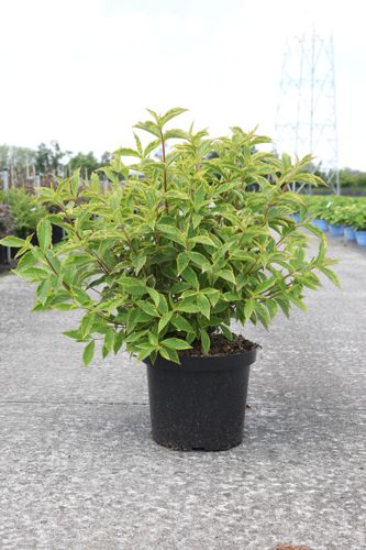 Weigela florida MOULIN ROUGE (PBR) cont. 10L 60-80 cm +ф