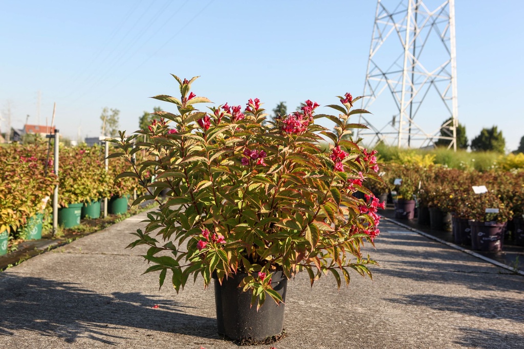 Weigela florida MOULIN ROUGE (PBR) cont. 10L 60-80 cm +p