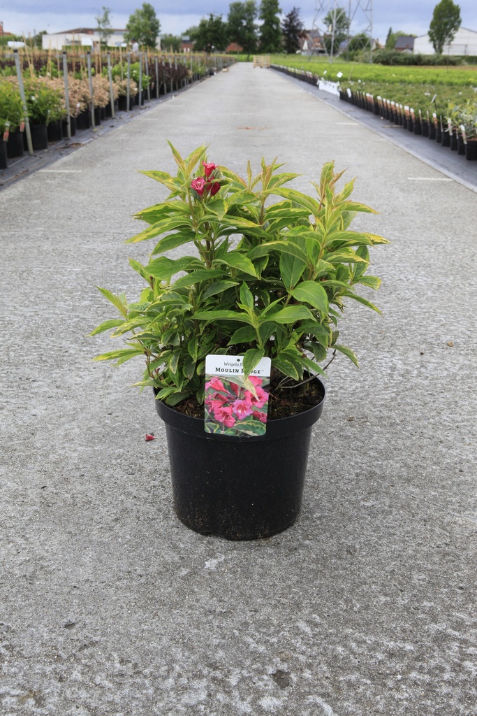 [P] Weigela florida MOULIN ROUGE (PBR) cont. 10L 60-80 cm +p