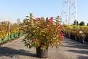 Weigela florida MOULIN ROUGE (PBR) cont. 10L 60-80 cm +p