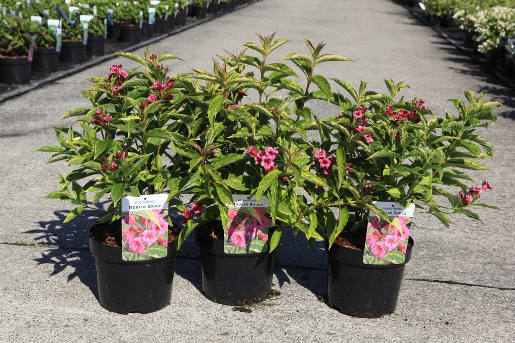 Weigela florida MOULIN ROUGE (PBR) cont. 3,6L 40-50 cm +f