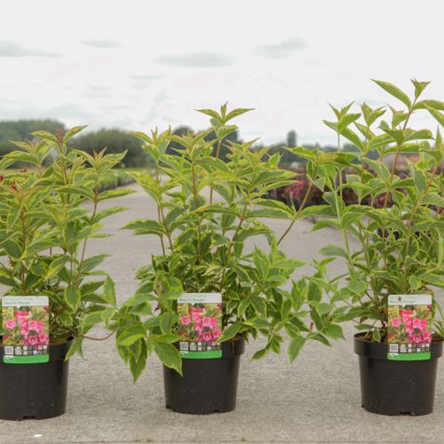 [P] Weigela florida MOULIN ROUGE (PBR) cont. 3,6L 40-50 cm +p