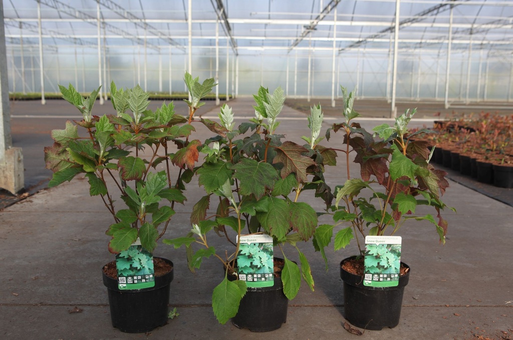 Hydrangea quercifolia SNOW QUEEN® cont. 3,6L 30-40 cm +ф