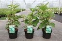 Hydrangea quercifolia SNOW QUEEN® cont. 3,6L 30-40 cm +ф
