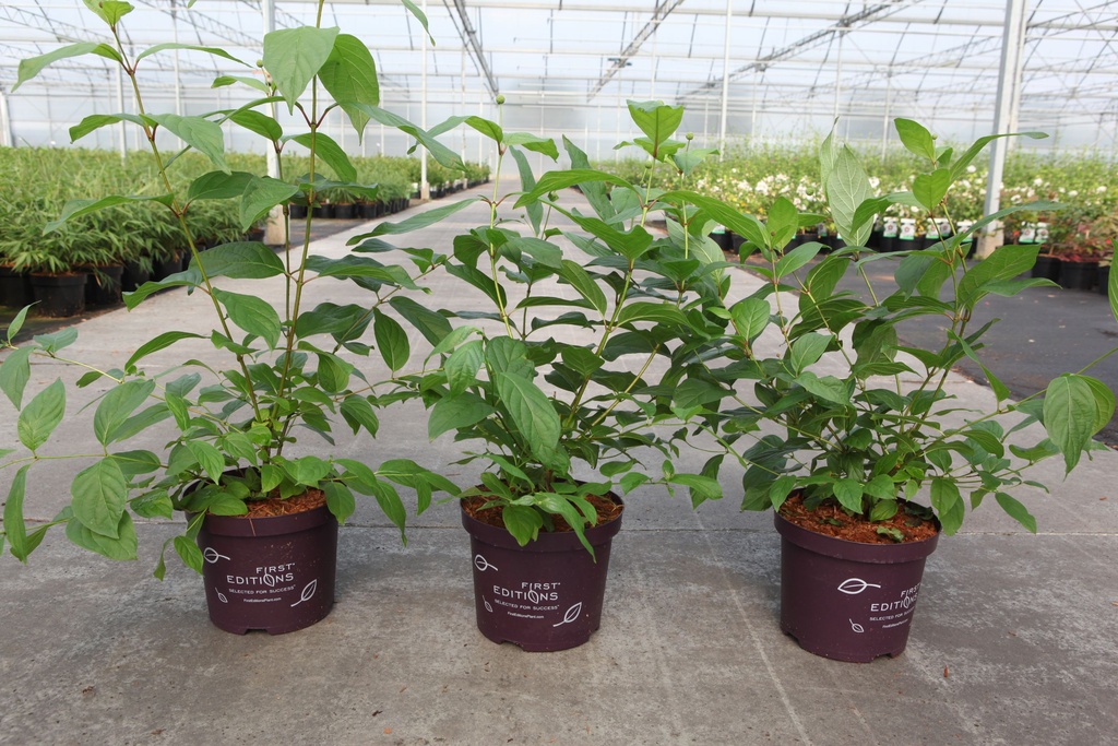 Cephalanthus occidentalis First Editions® 'Fiber Optics®' cont. 3,6L 30-40 cm +f