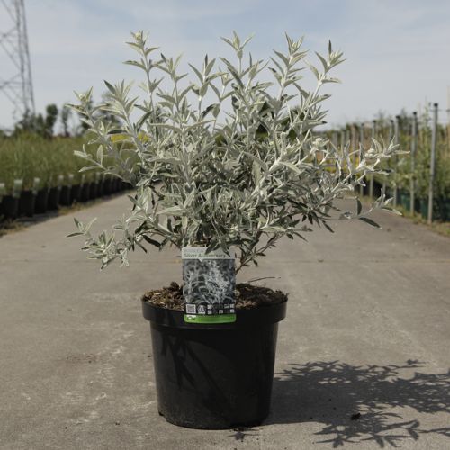 Buddleja SILVER ANNIVERSARY (PBR) cont. 10L 60/+ cm +ф