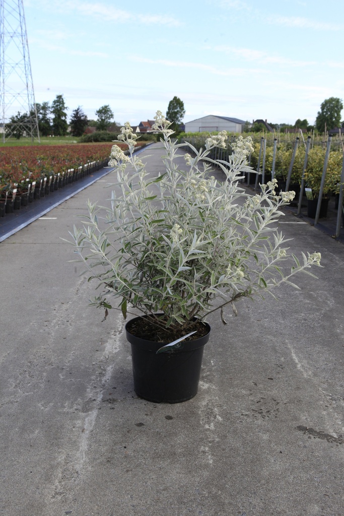 Buddleja SILVER ANNIVERSARY (PBR) cont. 10L 60/+ cm +B