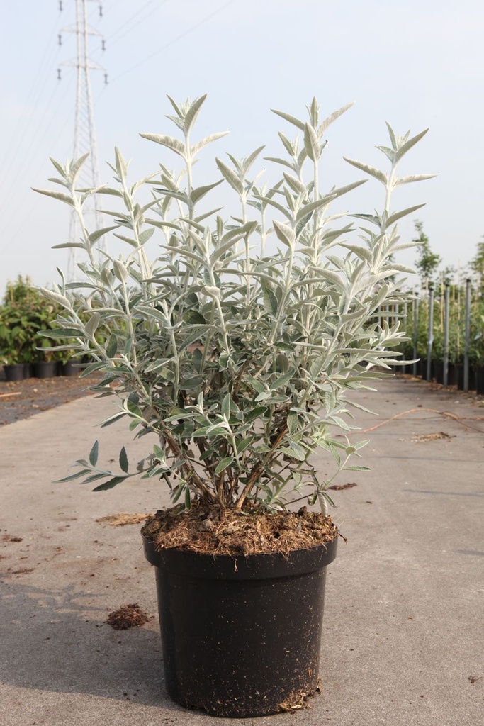 Buddleja SILVER ANNIVERSARY Noble® (PBR) cont. 10L 60/+ cm +p
