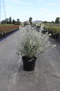 Buddleja SILVER ANNIVERSARY (PBR) cont. 10L 60/+ cm +p