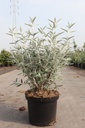 Buddleja SILVER ANNIVERSARY Noble® (PBR) cont. 10L 60/+ cm +p