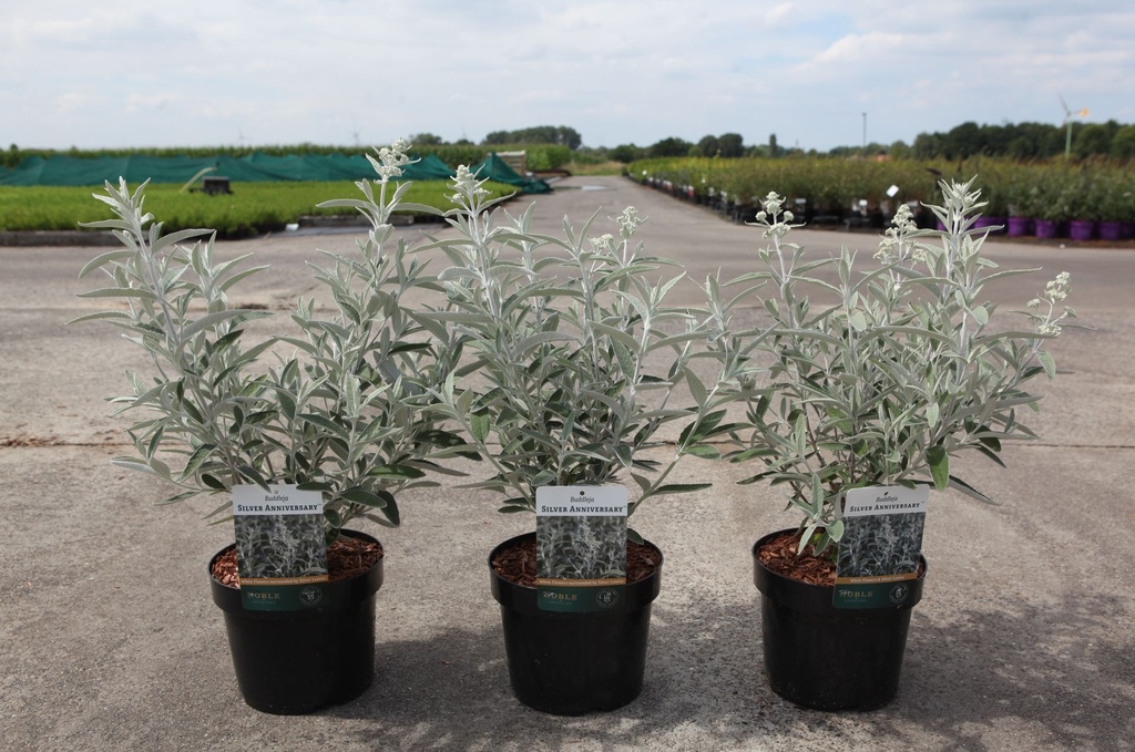 Buddleja SILVER ANNIVERSARY (PBR) cont. 3,6L 30-40 cm +ф