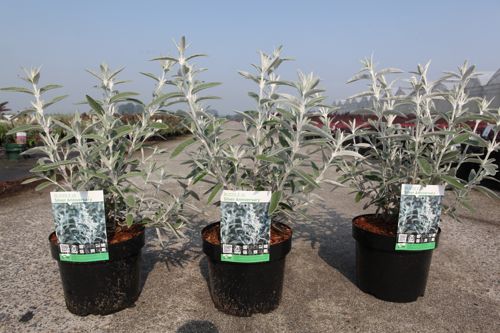 Buddleja SILVER ANNIVERSARY (PBR) cont. 3,6L 30-40 cm +ф