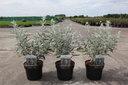 Buddleja SILVER ANNIVERSARY (PBR) cont. 3,6L 30-40 cm +B