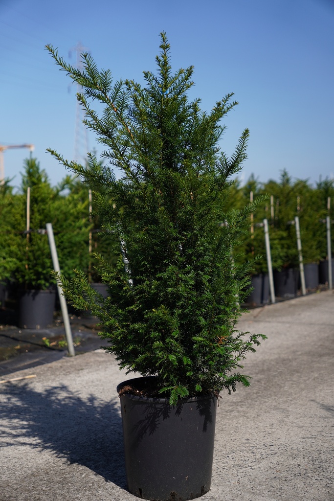 Taxus baccata cont. 18L 100-125 cm