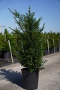 Taxus baccata cont. 18L 100-125 cm