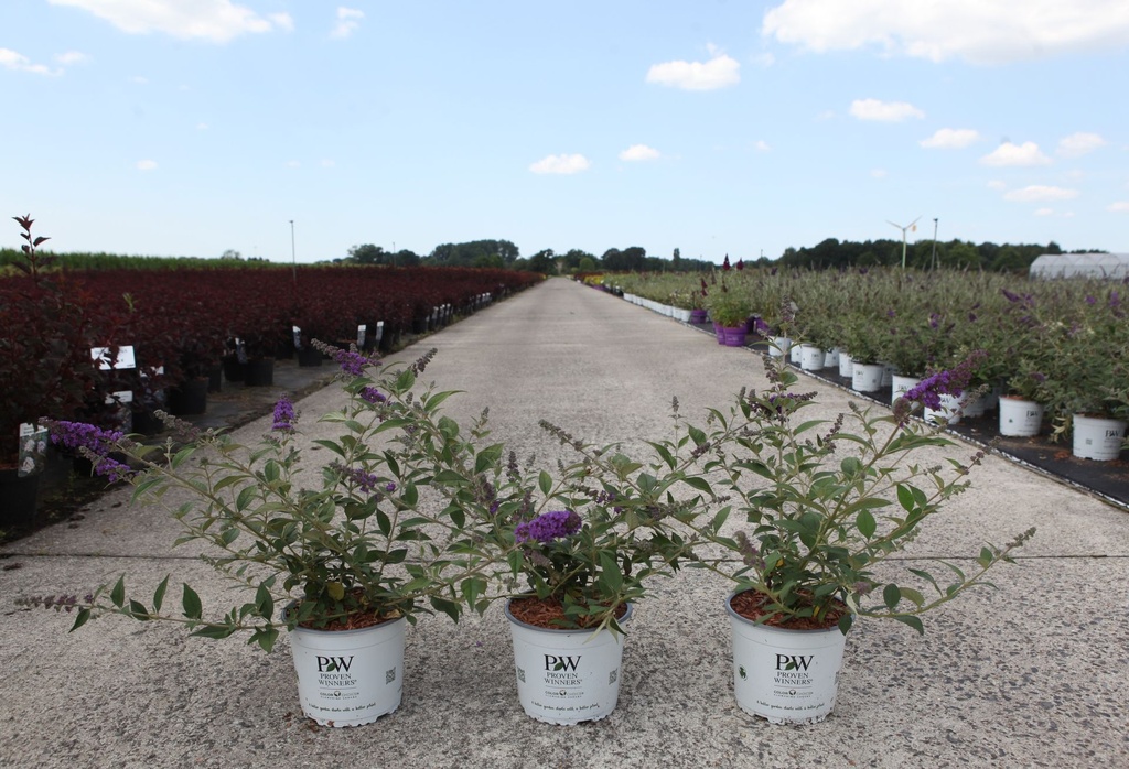 [P] Buddleja Proven Winners® 'Blue Chip' (PBR) cont. 3L deco 25-30 cm +p