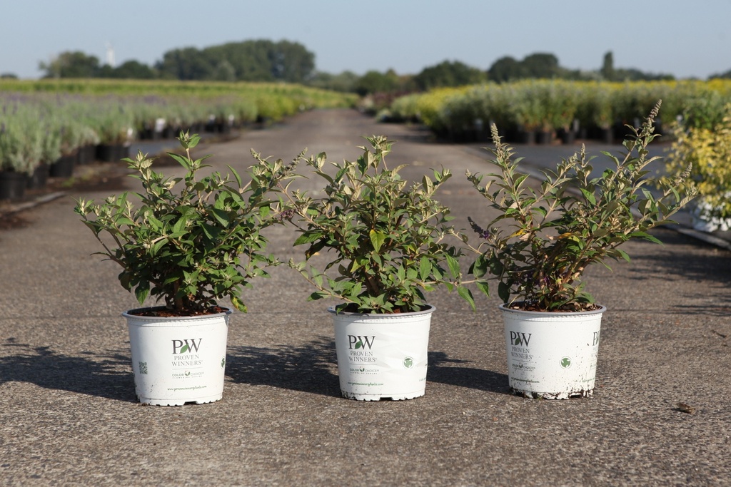[P] Buddleja Proven Winners® 'Blue Chip' (PBR) cont. 3L deko 25-30 cm +B