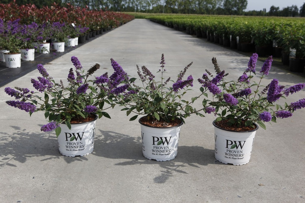 Buddleja davidii Proven Winners® 'Blue Chip' (PBR) cont. 3L deco 25-30 cm +p