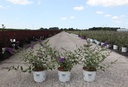 Buddleja Proven Winners® 'Blue Chip' (PBR) cont. 3L Proven Winners® 25-30 cm +p