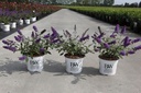 Buddleja Proven Winners® 'Blue Chip' (PBR) cont. 3L deko 25-30 cm +B
