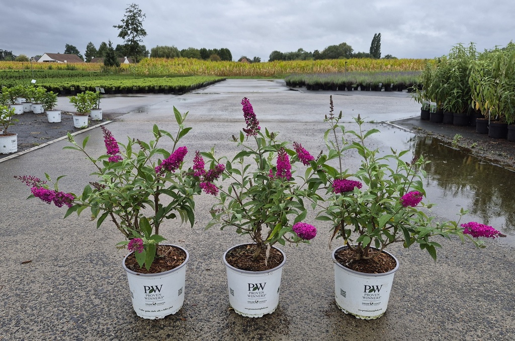 [P] Buddleja Proven Winners® 'Miss Ruby' (PBR) cont. 3L deco 40-50 cm +f