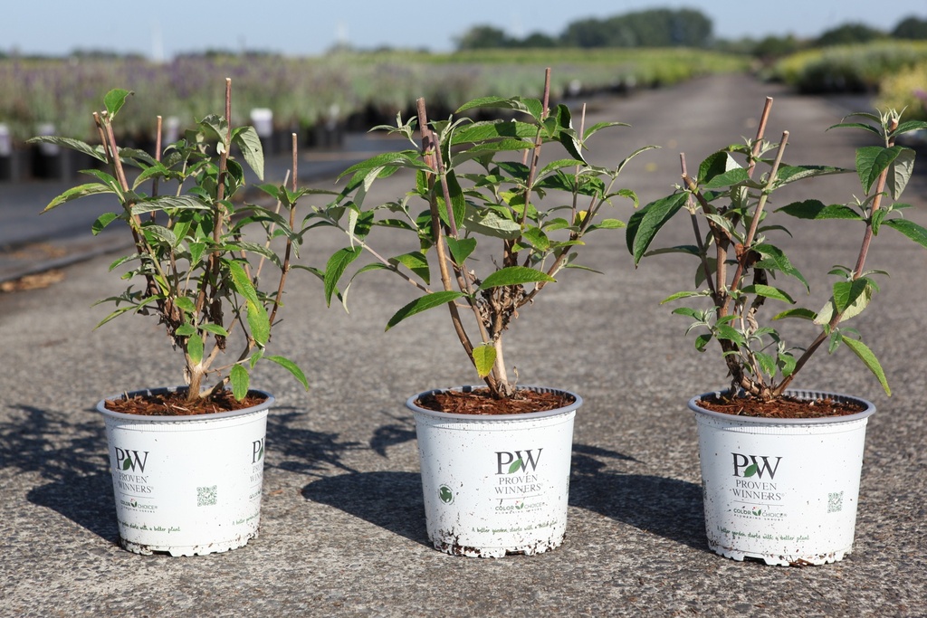 [P] Buddleja Proven Winners® 'Miss Ruby' (PBR) cont. 3L deko 40-50 cm +B