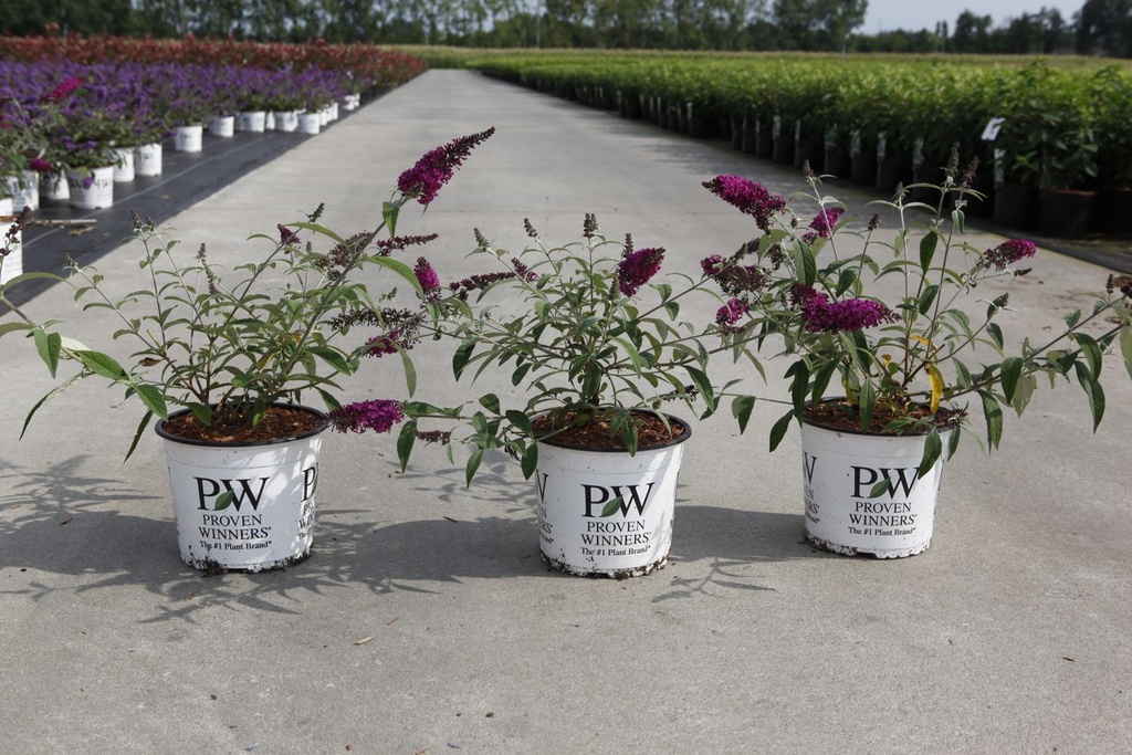 Buddleja davidii Proven Winners® 'Miss Ruby' (PBR) cont. 3L déco 40-50 cm +p