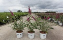 Buddleja Proven Winners® 'Miss Ruby' (PBR) cont. 3L Proven Winners® 40-50 cm +p