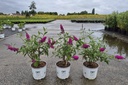 Buddleja Proven Winners® 'Miss Ruby' (PBR) cont. 3L déco 40-50 cm +p