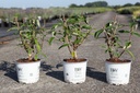 Buddleja Proven Winners® 'Miss Ruby' (PBR) cont. 3L deco 40-50 cm +f