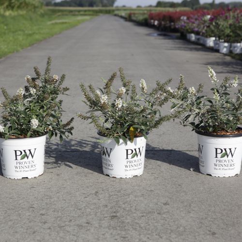 Buddleja Proven Winners® WHITE CHIP (PBR) cont. 3L deco 25-30 cm +p