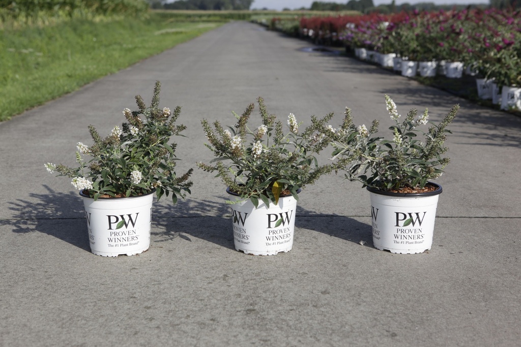 [P] Buddleja Proven Winners® WHITE CHIP (PBR) cont. 3L deko 25-30 cm +B