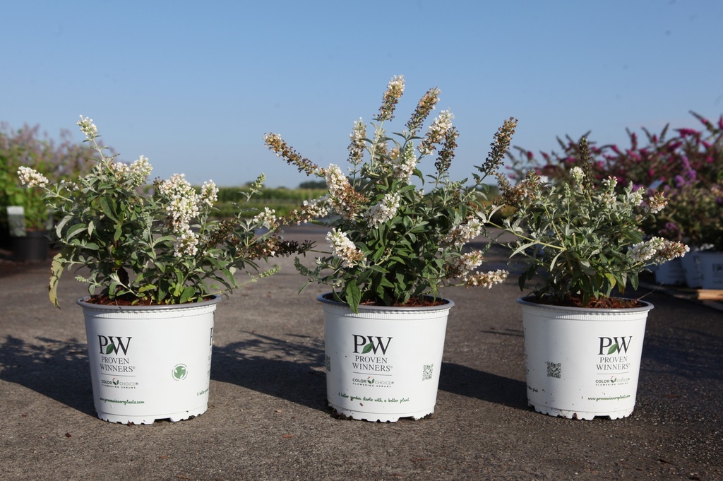 [P] Buddleja Proven Winners® WHITE CHIP (PBR) cont. 3L deko 25-30 cm +B