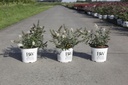 Buddleja Proven Winners® WHITE CHIP (PBR) cont. 3L deco 25-30 cm +ф