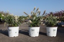 Buddleja Proven Winners® WHITE CHIP (PBR) cont. 3L deco 25-30 cm +f