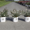 Buddleja Proven Winners® WHITE CHIP (PBR) cont. 3L deco 25-30 cm +p