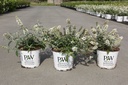 Buddleja davidii Proven Winners® WHITE CHIP (PBR) cont. 3L deco 25-30 cm +f