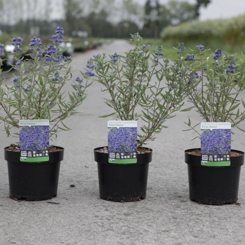 Caryopteris clandonensis 'First Choice' cont. 3,6L 30-40 cm +p