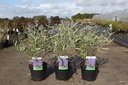 Caryopteris clandonensis 'First Choice' cont. 3,6L 30-40 cm +ф