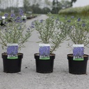 Caryopteris clandonensis 'First Choice' cont. 3,6L 30-40 cm +p