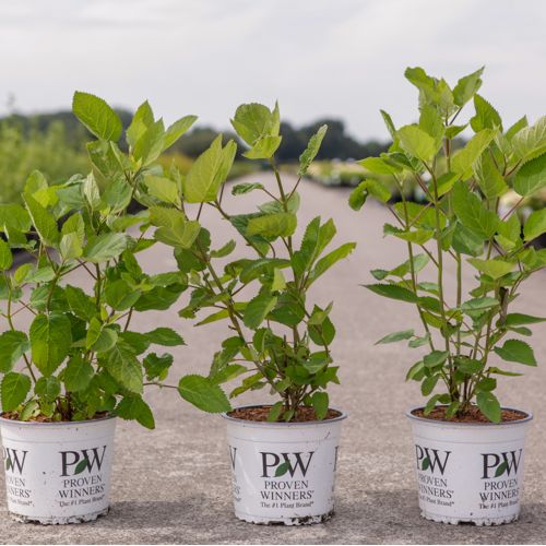 Hydrangea arborescens Proven Winners® 'Lime Rickey®' cont. 3L Proven Winners® 30-40 cm +p
