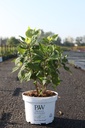 Hydrangea arborescens Proven Winners® 'Lime Rickey®' cont. 3L Proven Winners® 30-40 cm +p