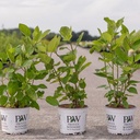 Hydrangea arborescens Proven Winners® 'Lime Rickey®' cont. 3L deco 30-40 cm +ф