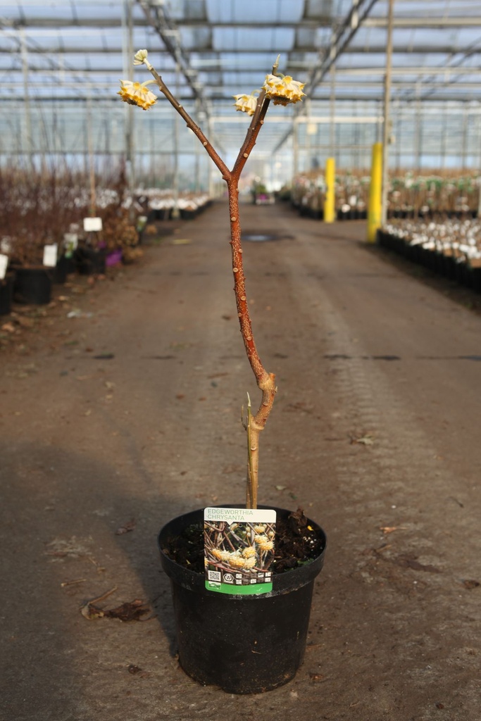 [P] Edgeworthia chrysantha cont. 7,5L 50-60 cm +B