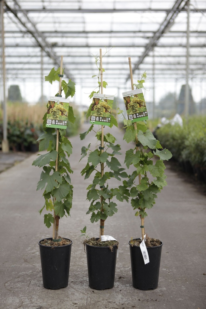 [P] Vitis 'Chardonnay' cont. 3L haut 80-100 cm (blanc) +p