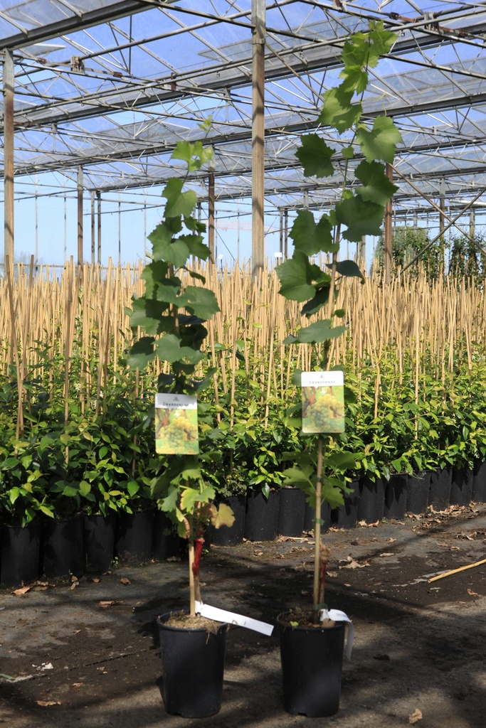 [P] Vitis 'Chardonnay' cont. 3L hoog 80-100 cm (wit) +f