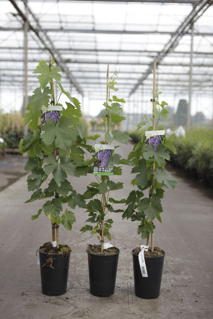 Vitis 'Merlot' cont. 3L high 80-100 cm grafted (blue) +ф