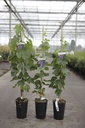 Vitis 'Merlot' cont. 3L hoch 80-100 cm gepropft (blau) +B