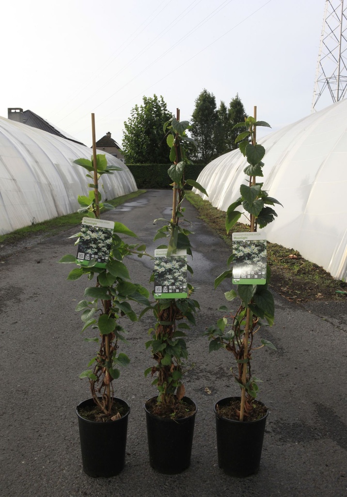 [P] Schizophragma hydrangeoides 'Moonlight' cont. 3L high 60-80 cm +p